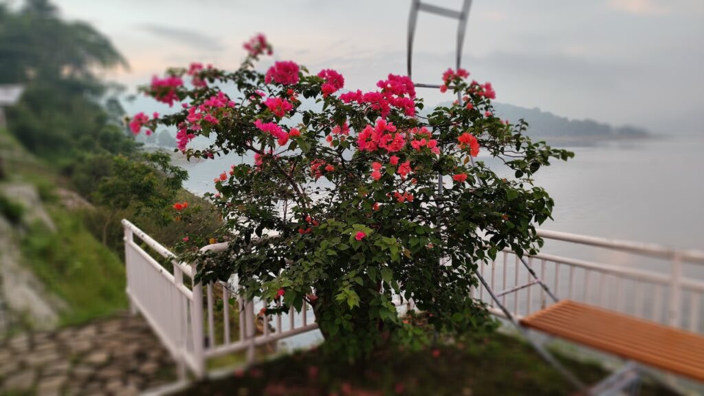 Picture of pink flowers in front of the reservoir.